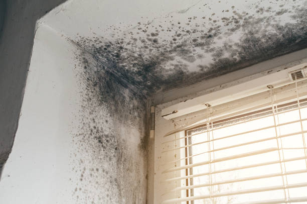 Affordable Black Mold Remediation solutions in Woodland, WA